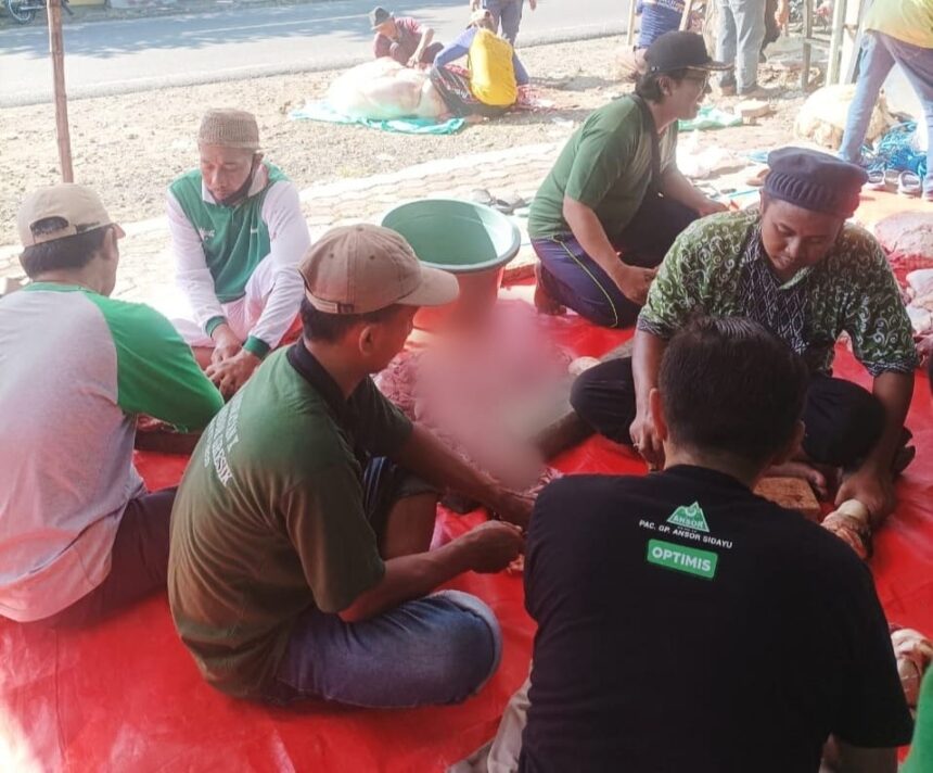 Guyub rukun suasana pelaksanaan penyembelihan hewan kurban Iduladha 1445 H/2024, Majelis Wakil Cabang Nahdlatul Ulama Sidayu (MWCNU Sidayu), Selasa (18/6/2024). Foto: Akhmad Yaslim/NUGres