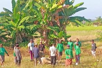 Hari Raya Iduladha 1445 H/2024 M, Majelis Wakil Cabang Nahdlatul Ulama Dukun (MWCNU Dukun) menunjukkan keistiqamahannya melaksanakan penyembelihan hewan kurban, Selasa (18/6/2024). Foto: Syafik Hoo/NUGres