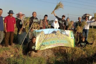 Lembaga Pengembangan Pertanian Nahdlatul Ulama (LPPNU) MWCNU Kebomas Panen Raya hasil eksperimen bibit padi, Sabtu (7/9/2024). Foto: dok LPPNU MWCNU Kebomas/NUGres