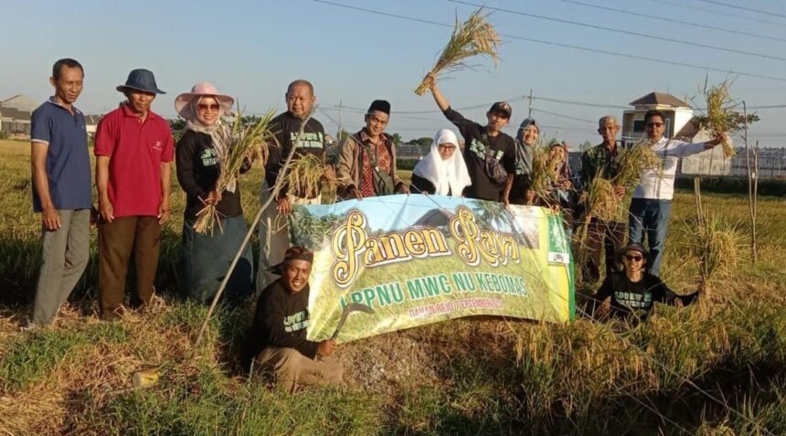 Lembaga Pengembangan Pertanian Nahdlatul Ulama (LPPNU) MWCNU Kebomas Panen Raya hasil eksperimen bibit padi, Sabtu (7/9/2024). Foto: dok LPPNU MWCNU Kebomas/NUGres